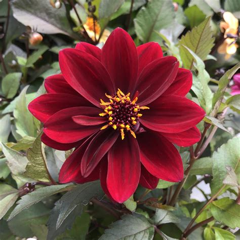 dahlia crimson|crushed crimson dahlightful.